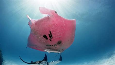 Rare Pink Manta Ray Spotted On Great Barrier Reef Photo Au