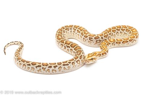 Hypo Burmese Python Outback Reptiles