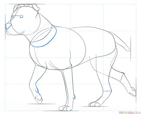 How To Draw A Pitbull Step By Step Drawing Tutorials Drawing