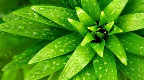 Free Download Green Leaves Wallpapers 2560x1440 For Your Desktop