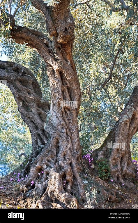 Aged Olive Tree Olea Europaea Stock Photo Alamy