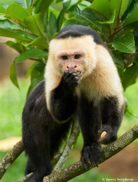 8798 White Faced Capuchin Monkey Cebus Capucinus Costa Rica