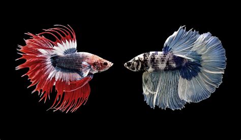 Do Betta Fish Fight All You Need To Know 2023