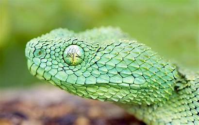 Snake Wallpapers Desktop Backgrounds Snakes Background Viper