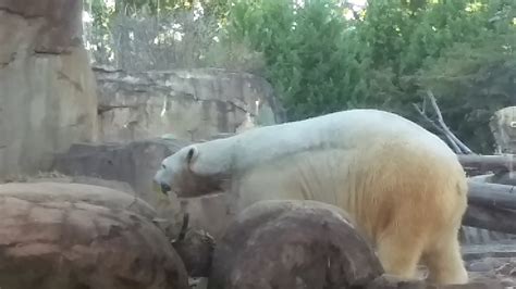 Polar Bear Freaking Out Memphis Zoo Youtube