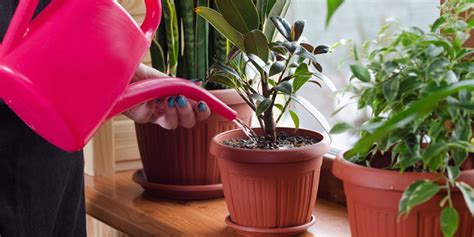 Do You Know The Right Way Of Watering Your Home Plants