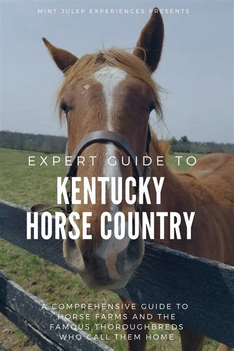A Horse Looking Over A Fence With The Words Expert Guide To Kentucky