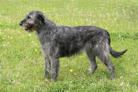 Irish Wolfhound A Dignified Courageous Breed With A Long