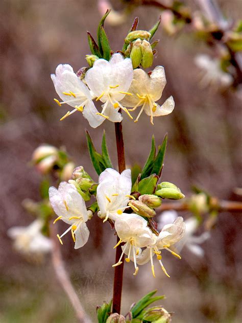 Six Winter Blooming Shrubs For The Northeast Great Gardeners Tips