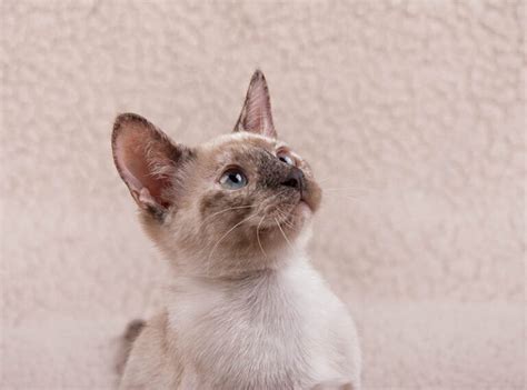 Tortie Point Siamese Cat Facts Origin And History With Pictures