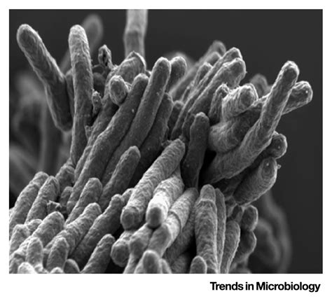 Mycobacterium Tuberculosis Trends In Microbiology