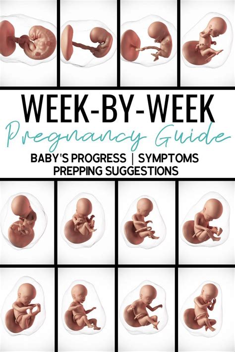 a week by week pregnancy guide for expectant mothers what to expect first trimester second