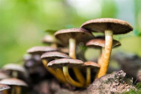 Honey Mushrooms Cluster Stock Photo Image Of Fruiting 102572768
