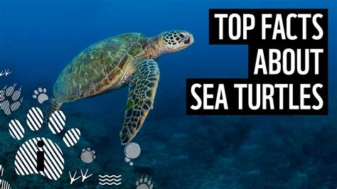 Top Facts About Sea Turtles Wwf Youtube