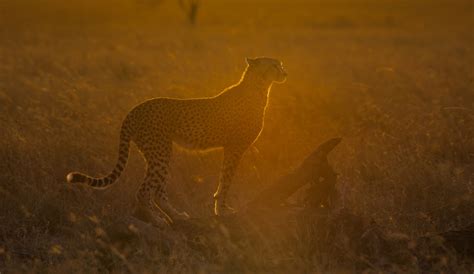 Wildlife Photo Of The Week Cheetah At Sunrise