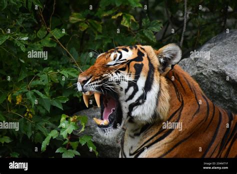 Close Up Profile Portrait Of One Indochinese Tiger Yawning Or Roaring