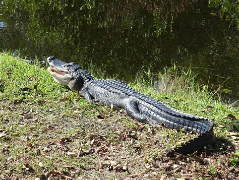 Just Soaking In Some Rays On The Shark Valley Trail In Eve Flickr