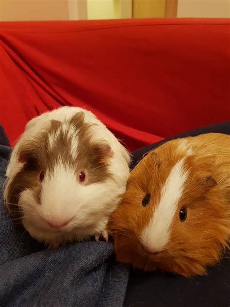 (murrieta) hide this posting restore restore this posting. TWO LOVELY MALE GUINEA PIGS FOR SALE| Guinea Pig for Sale ...
