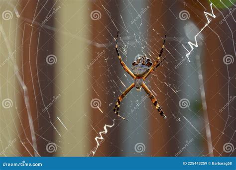 Silver Garden Spider Silver Argiope Argiope Argentata On Her Web