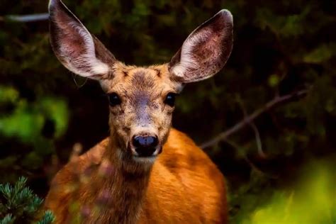 11 Animals With Big Ears Pictures And Facts The Critter Hideout