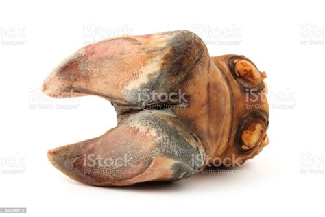 Cow Hooves On White Background Stock Photo Download Image Now