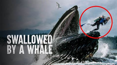 These People Survived Getting Swallowed By A Whale Youtube
