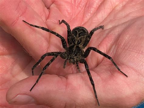 Dont Freak Out Northeast Ohio But These Giant Spiders Are Probably In