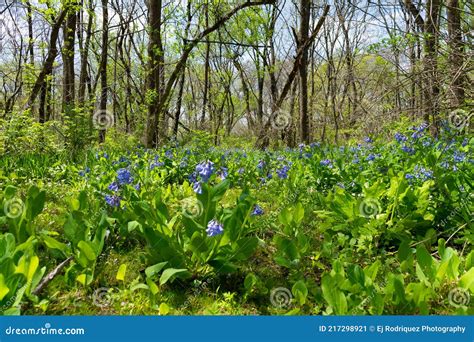 Bluebell Covered Woodland Stock Image Image Of Flowers 217298921