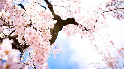 46 Cherry Blossom Wallpaper For Desktop Wallpapersafari