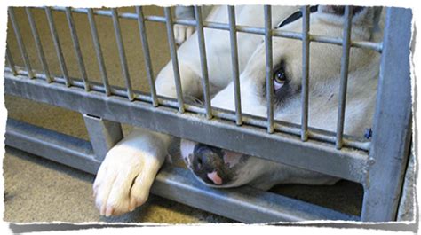Abandoned Dog In Shelter Due To Puppy Mills Dogs In Shelt Flickr