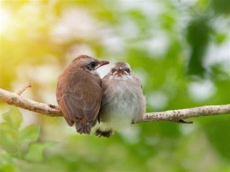 Paruh Burung Pemakan Biji Bijian – materisekolah.github.io