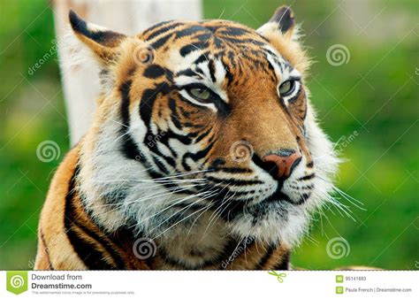 Close Up Of A Sumatran Tiger Face Stock Image Image Of Regents