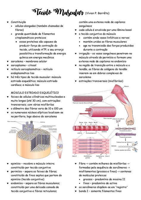 Resumo Tecido muscular Tecido Muscular Vívian P Barrêto