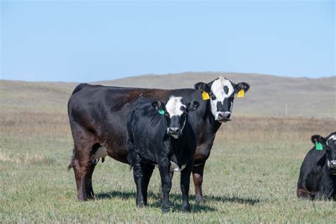 Nebraska Extension To Host Beefwatch Webinar Series Unl Beef