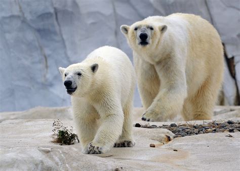 Polar Bear Detroit Zoo