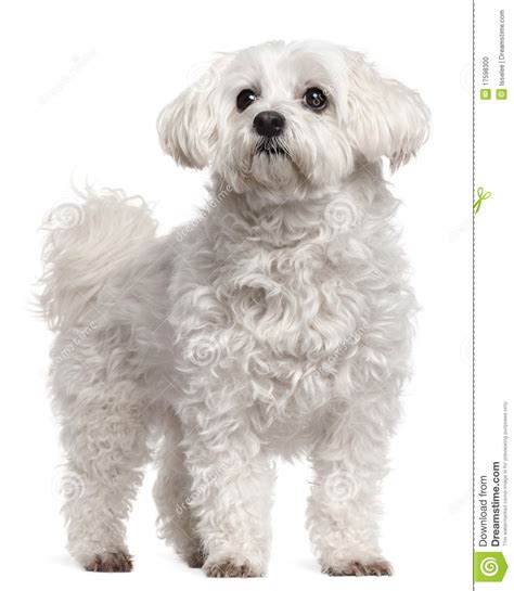 Maltese 11 Years Old Standing Stock Photo Image Of Creature Away