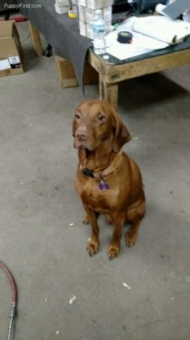 Find your new companion at nextdaypets.com. Vizsla puppy dog for sale in willis, Michigan