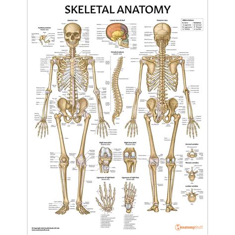 Human Skeletal Anatomy Poster Anterior And Posterior Views
