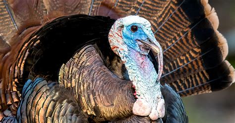 10 fun facts about the wild turkey audubon