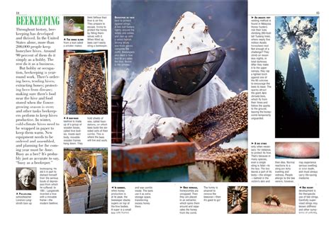 Bees Kids Discover