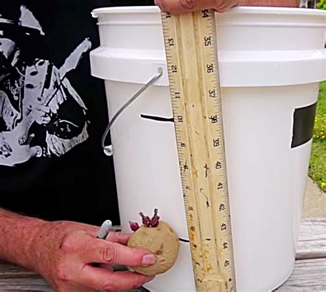 Five gallon buckets can also be buried almost completely in the soil of a garden bed to contain the roots 5 gallon bucket ideas to keep your garden growing. How To Grow Potatoes In A 5 Gallon Bucket