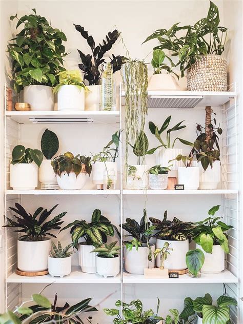 9 Ways To Arrange Your Perfect Indoor Plant Shelf Indoor Plant Wall
