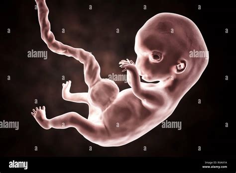 Human Embryo 8 Weeks Illustration Stock Photo Alamy