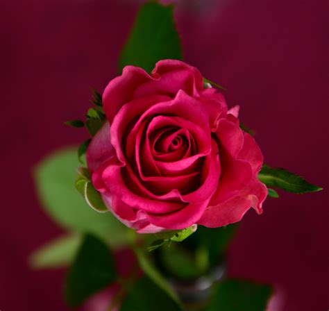 Explore › images › nature › rose. Free stock photo of bloom, blossom, flower