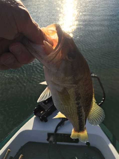 Can be placed on metal, plastic, glass, mirror, paint, tile, wood, and other smooth Caught a Spotted Bass on Lake Keowee using a green pumpkin ...