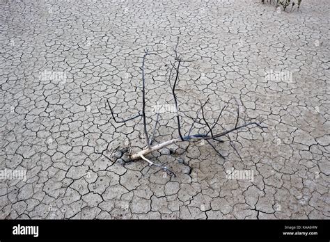Drought Land Dry Tree Hi Res Stock Photography And Images Alamy