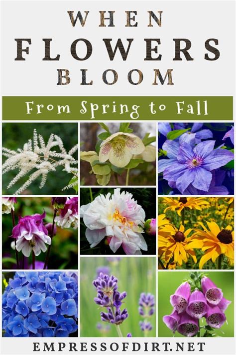 Perennial Flower Bloom Times From Spring To Fall