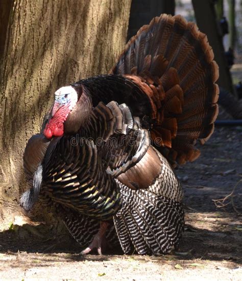 Wild Turkey Stock Image Image Of Feathers Strutting 142816941