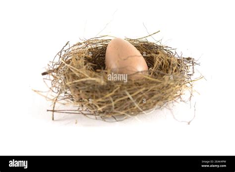 Birds Nest Egg Stock Photo Alamy