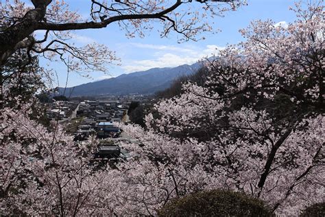 伊那市の春日城址公園、六道の堤、高遠城址公園で桜の写真を撮影しました 宮下一郎 ブログサイト
